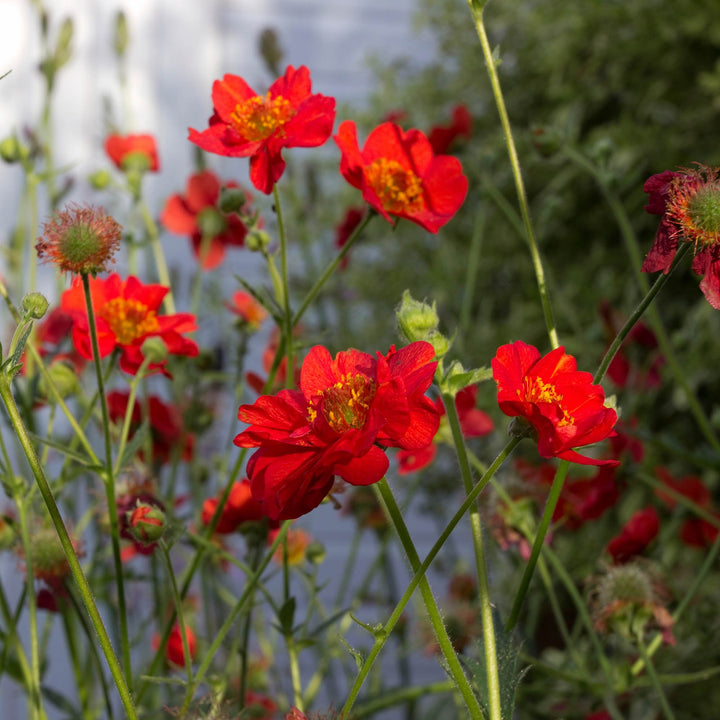 Geum Rossii Flower Seeds for Planting - 100 pcs