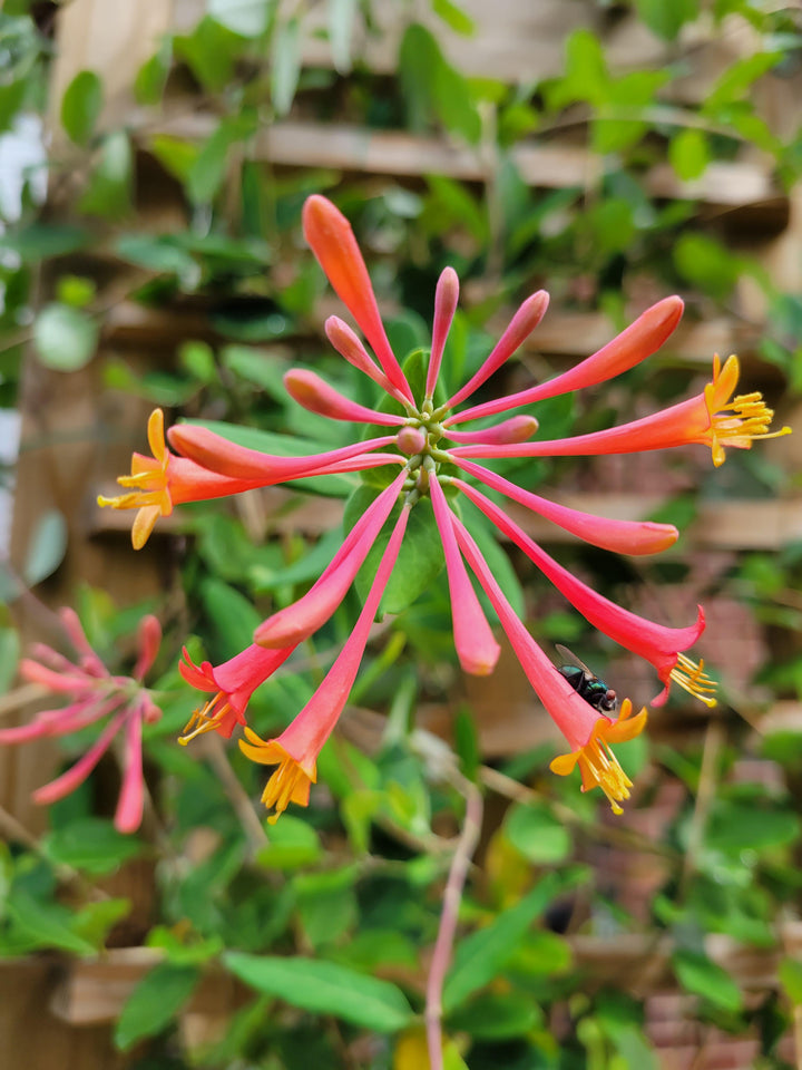 Kaprifolie blomsterfrø til haveplantning - 100 stk