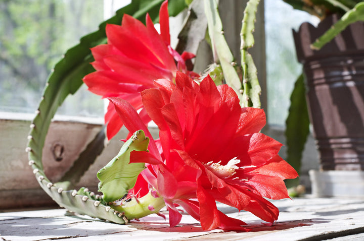 Red Epiphyllum Flower Seeds for Planting – 100 pcs, Heirloom, Non-GMO, High Germination Organic Garden Seeds