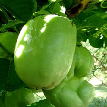Giant Passiflora Granadilla Fruit Seeds for Planting