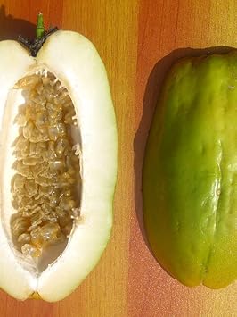 Giant Passiflora Granadilla Fruit Seeds for Planting