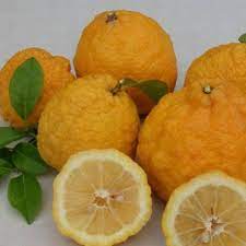 Giant Rough Lemon Fruit Seeds for Planting