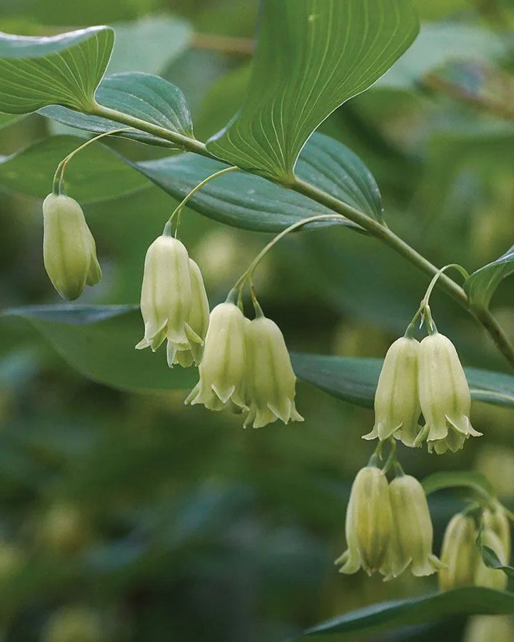Heirloom Non-GMO Polygonatum Flower Seeds – Shade-Loving Arching Blooms for Garden Planting