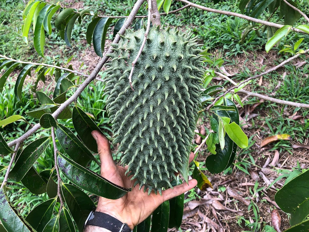 Giant Soursop Fruit Seeds
