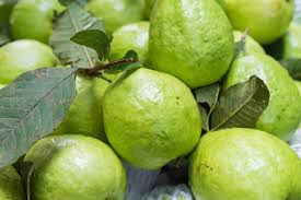 Giant Vietnamese Guava Fruit Seeds for Planting