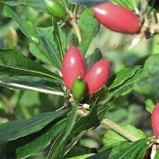 Ginkgo biloba Fruit Seeds for Planting