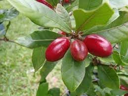 Ginkgo biloba Fruit Seeds for Planting