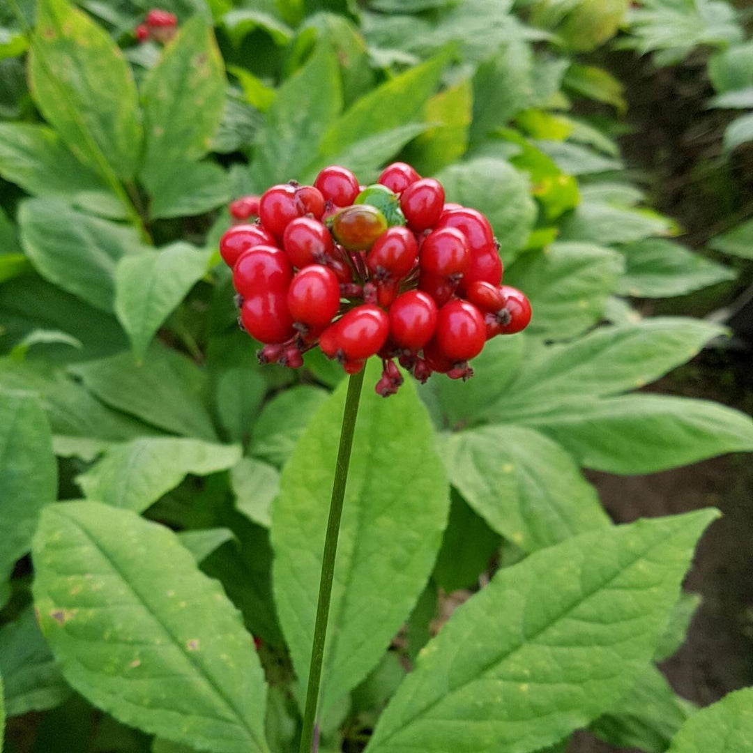 Korean Ginseng (Panax ginseng) Seeds for Planting – Heirloom, Non-GMO Medicinal Herb for Energy, Immunity & Vitality