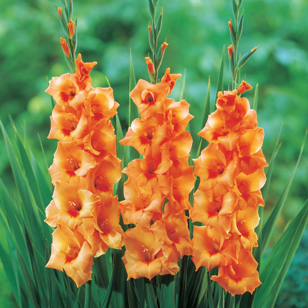 gladiolus gladiolus flower seeds