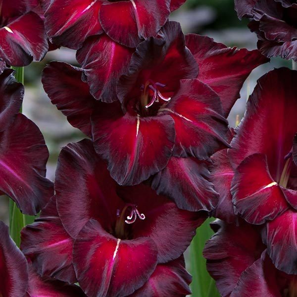 Heirloom Non-GMO Gladiolus Flower Seeds – High Germination Organic Garden Seeds for Tall Vibrant Blooms