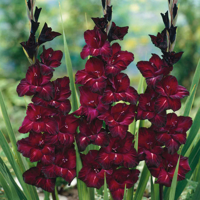 Rødbrune røde gladiolus blomsterfrø til plantning - 100 stk