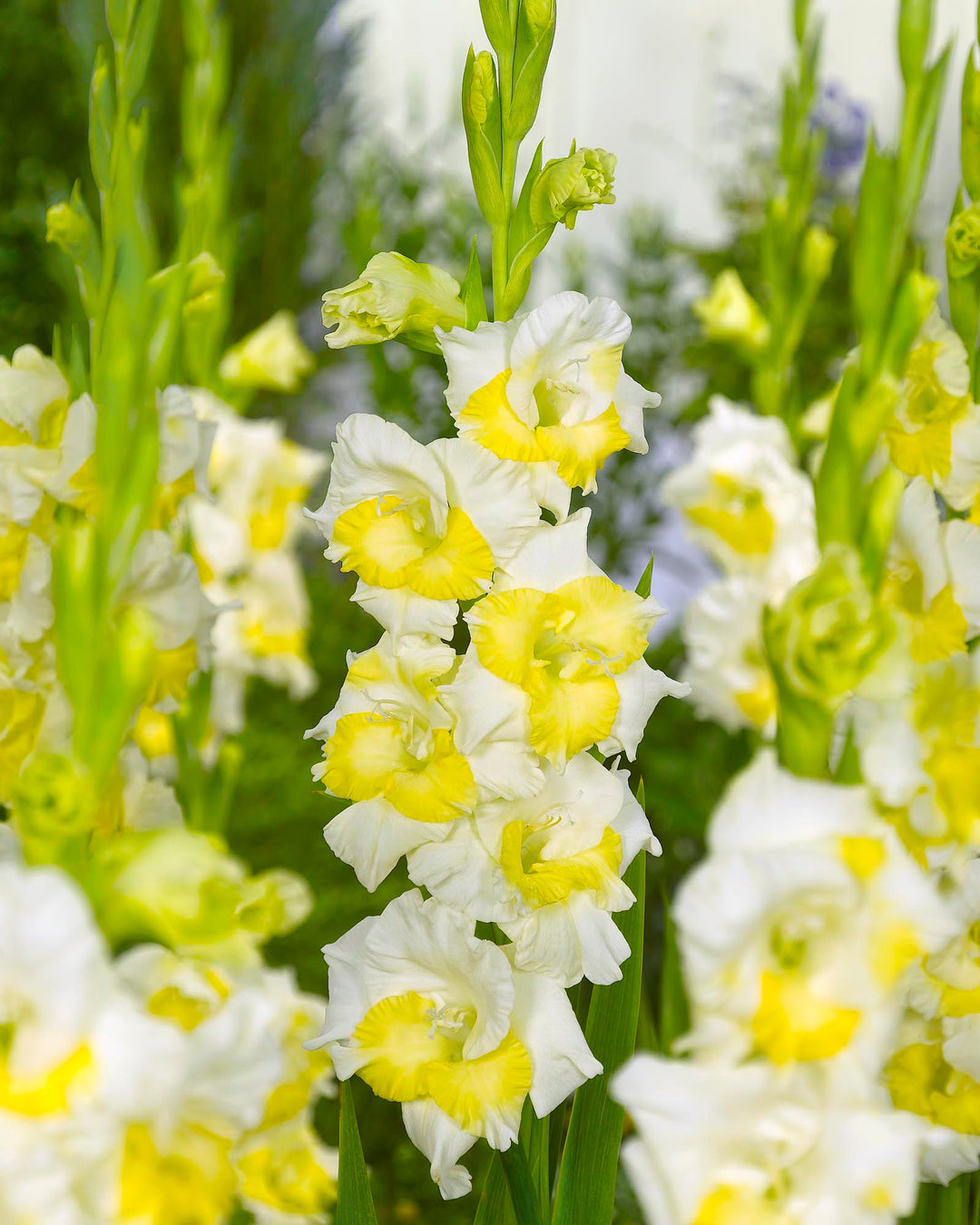 gladiolus seeds planting Perennial Gladiolus Green Flower Seeds for Planting – Heirloom, Non-GMO, High Germination Organic Garden Seeds