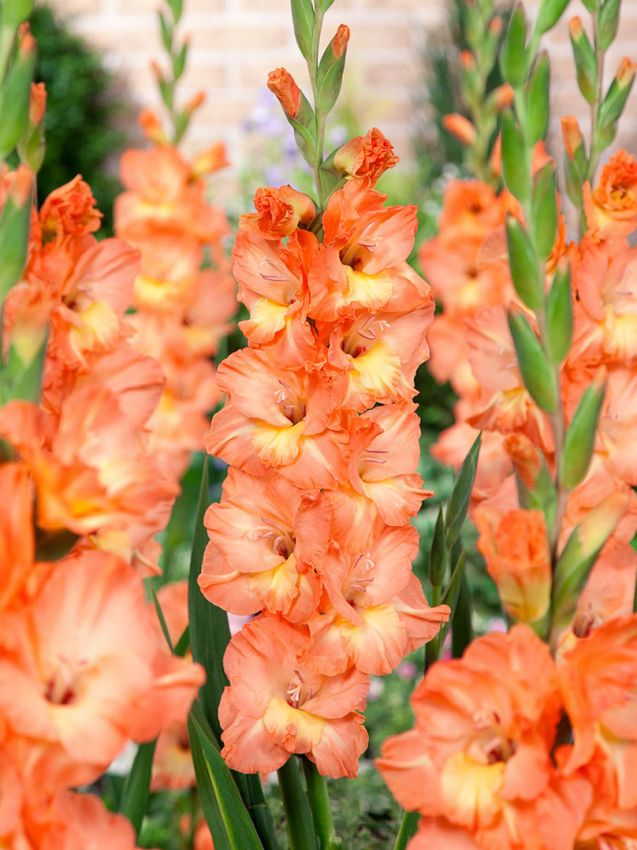 Gul Orange Gladiolus Blomsterfrø - 50 stk