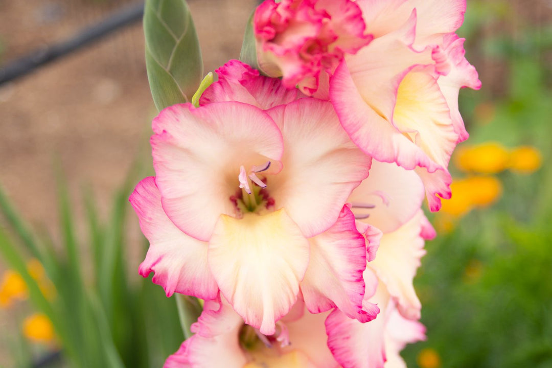 White Pink Gladiolus Flower Seeds 100 pcs