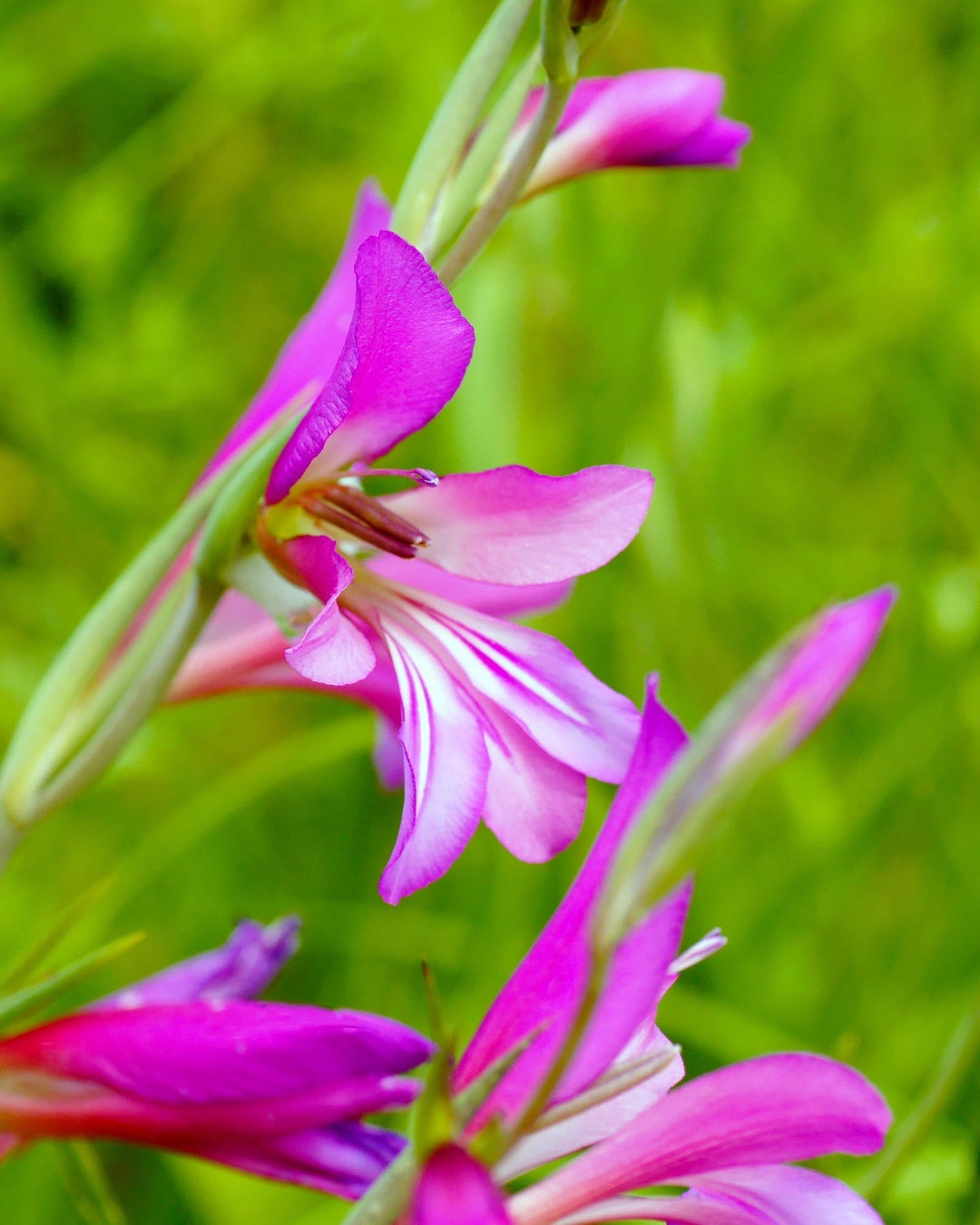 heirloom gladiolus flower seeds