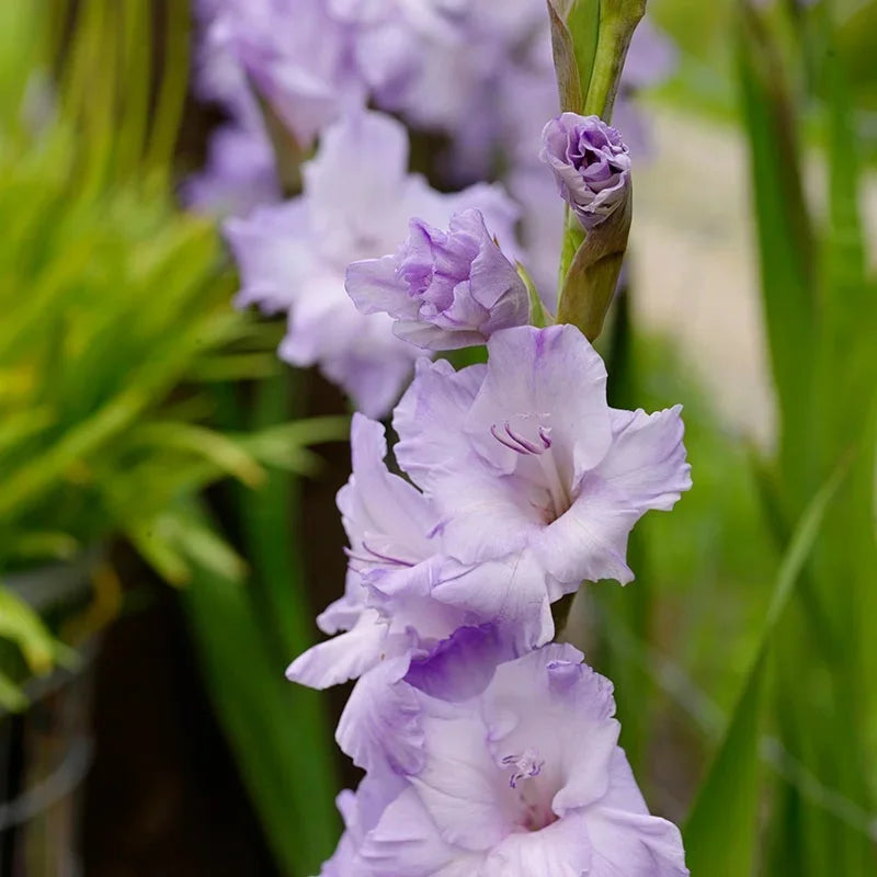 Lavender Gladiolus Flower Seeds - 100 pcs