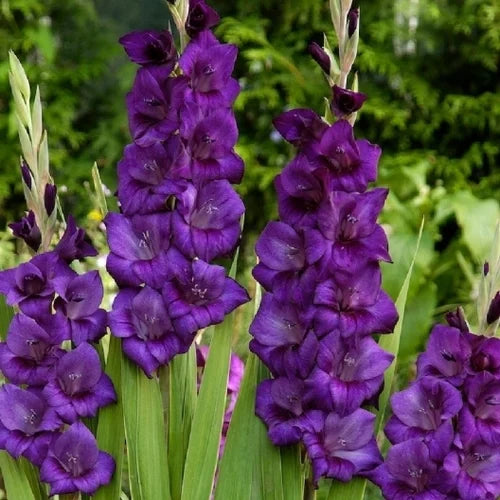 Gladiolus Flower Seeds for Planting Dark Violet White 100 pcs