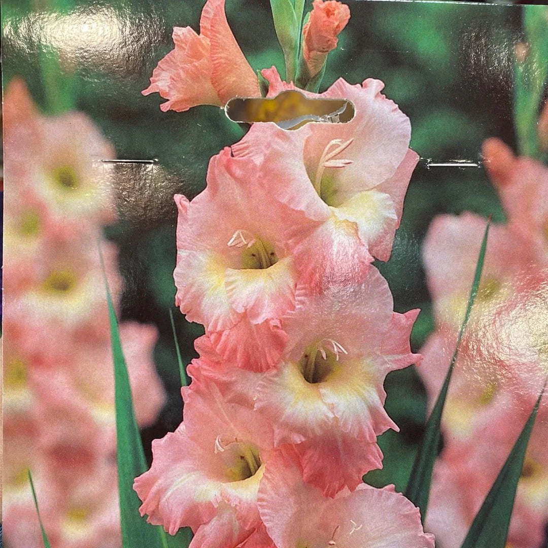 pink gladiolus flower seeds