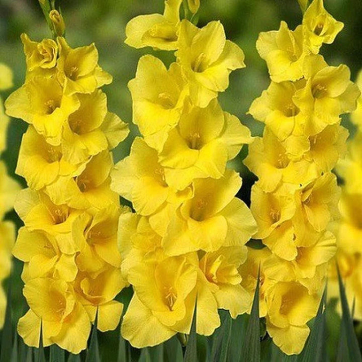 Friske Gladiolus Blomsterfrø til Plantning, Gule 100 stk