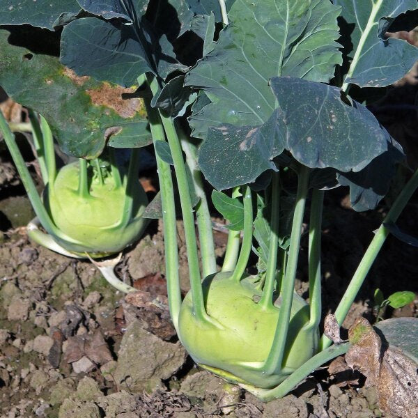 Glass Bowl Superschmelz Organic Seeds for Planting