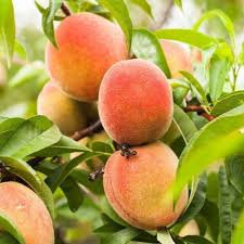Glohaven Peach Palm Fruit Seeds for Planting