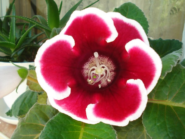 Heirloom Non-GMO Sinningia Gloxinia Flower Seeds for Planting – Tropical Blooming Garden Seeds | High Germination