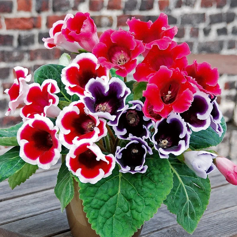 gloxinia sinningia flower seeds