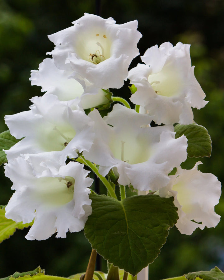 White Gloxinia Flower Seeds for Planting – Heirloom Non-GMO Seeds