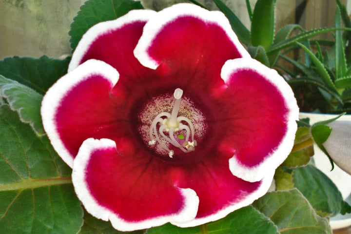 Gloxinia Flower Seeds for Planting – Heirloom, Non-GMO, High Germination Indoor Blooming Houseplant Seeds