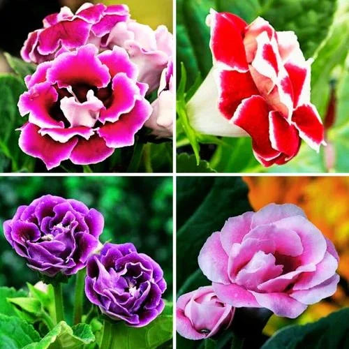 gloxinia sinningia flower seeds