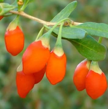 Goji Berry Fruit Seeds