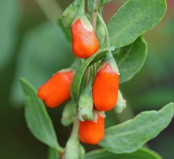 Goji Berry Fruit Seeds