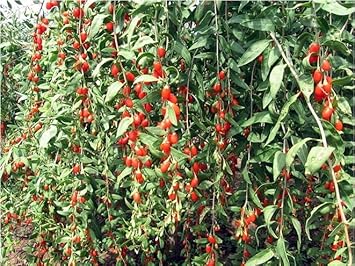 Goji Wolfberry Fruit Seeds for Planting | Heirloom Non-GMO Organic Seeds for Nutritious Superfood Garden Fruits