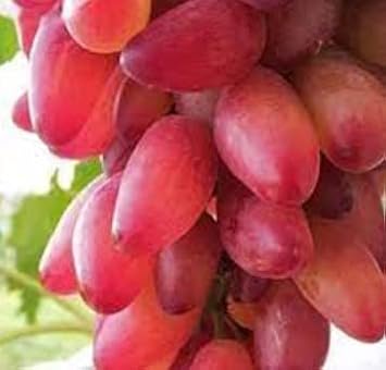 Gold Finger Grape Seeds
