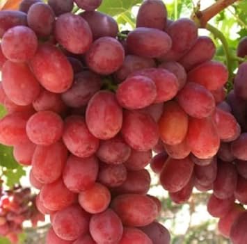 Gold Finger Grape Seeds