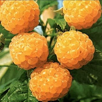 Gold Raspberry Fruit Seeds for Planting