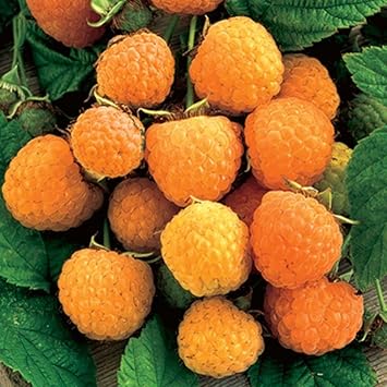 Gold Raspberry Fruit Seeds for Planting