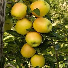 Golden Yellow Apple Fruit Seeds for Planting