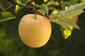 Golden Yellow Apple Fruit Seeds for Planting