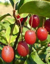 GOUMI Berry Fruit Seeds for Planting