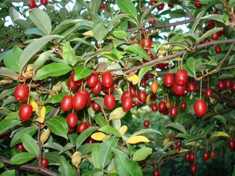 Goumi Fruit Seeds for Planting