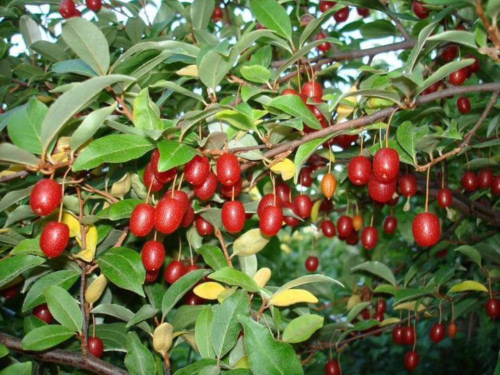 Goumi Fruit Seeds for Planting