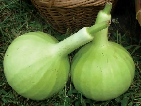 Thai Bottle Gourd Seeds for Planting – Heirloom, Non-GMO Vegetable Seeds with High Germination