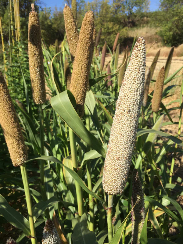 Pearl Millet Indian Blue Seeds for Planting – Heirloom, Non-GMO, High-Yield Millet Seeds for Grain and Fodder