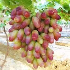 Grape Fruit Seeds for Planting