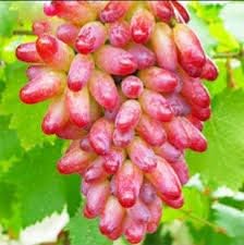 Grape Fruit Seeds for Planting
