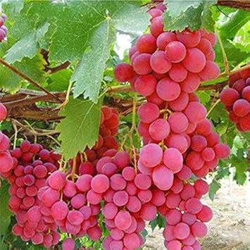 Grape Fruit Seeds for Planting