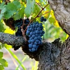 Grape Fruit Seeds for Planting
