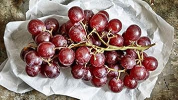 Grape Fruit Seeds for Planting