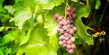 Grape Fruit Seeds for Planting